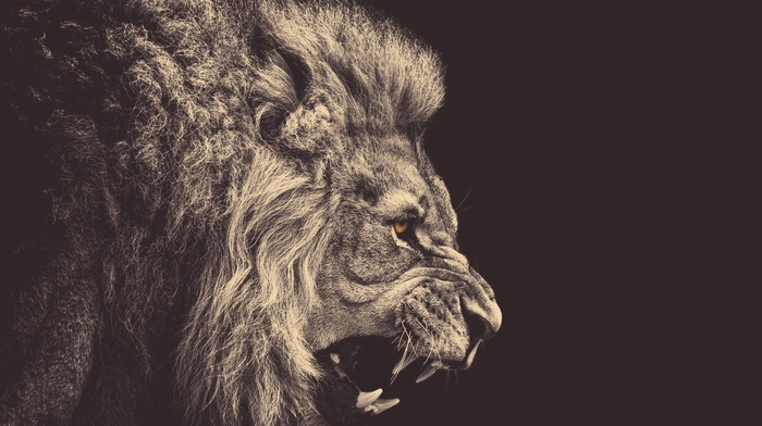anger, lion, animals