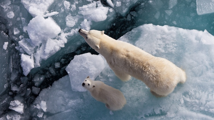 cubs, looking up, polar bears, ice, baby animals