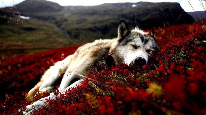 siberian husky, dog, animals, red flowers, flowers, sleeping
