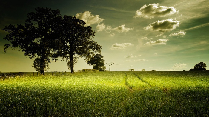 nature, grass, trees
