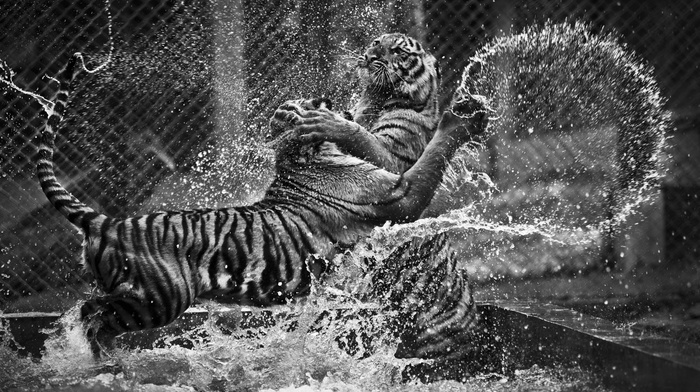 monochrome, animals, waves, tiger