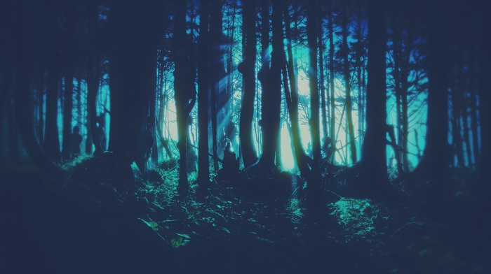 forest, trees