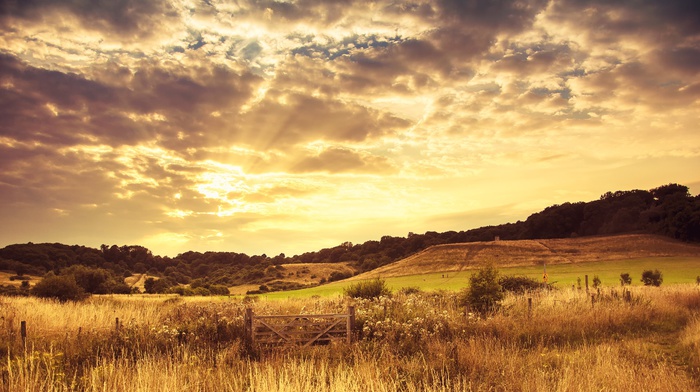 sun rays, field, landscape