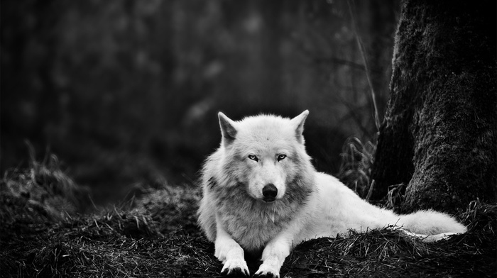 monochrome, nature, forest, wolf