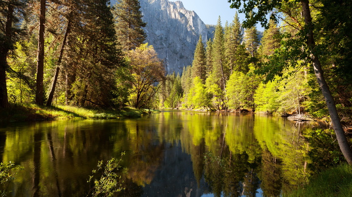 forest, trees, nature, lake
