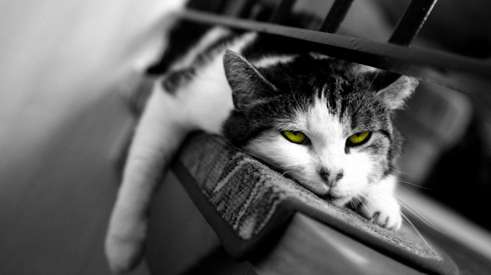 cat, selective coloring