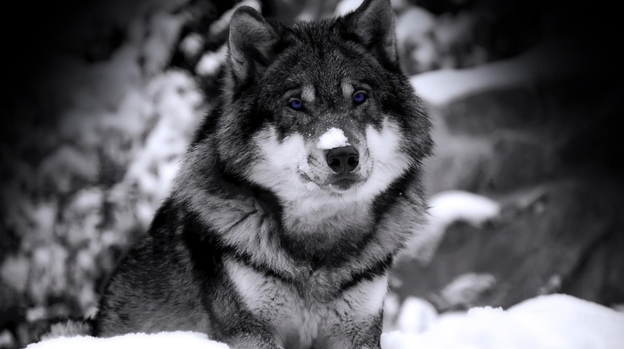 wolf