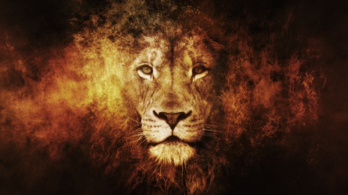 lion, texture, animals