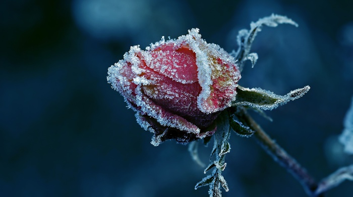 rose, frost, macro