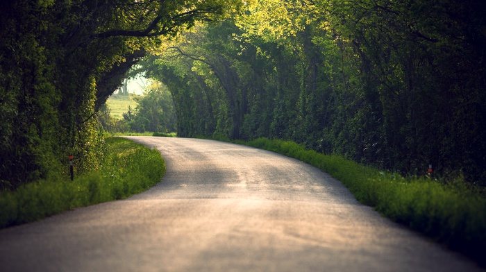trees, landscape, road