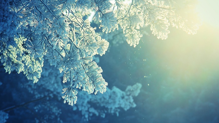 sunlight, winter, peaceful, cold, snow, anime, nature