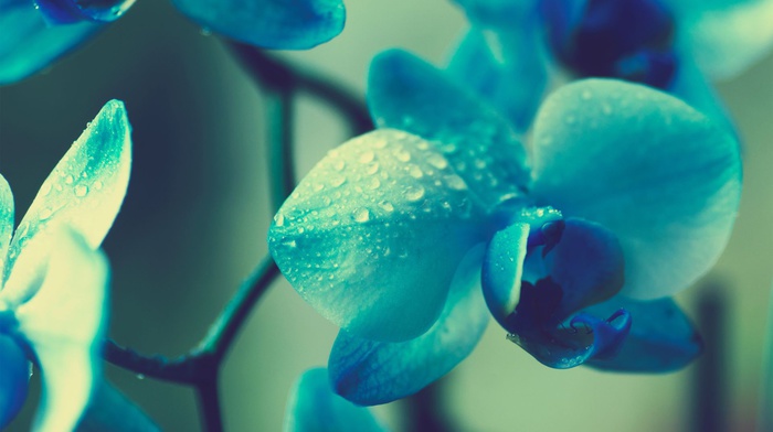 flowers, blue flowers, orchids, plants, macro, blue