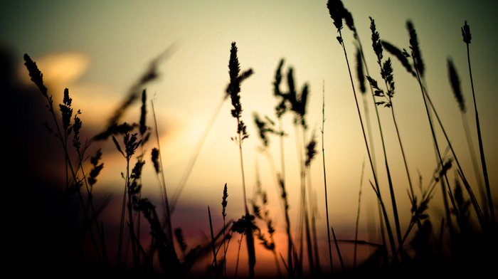 grass, sunset, spikelets, depth of field, nature