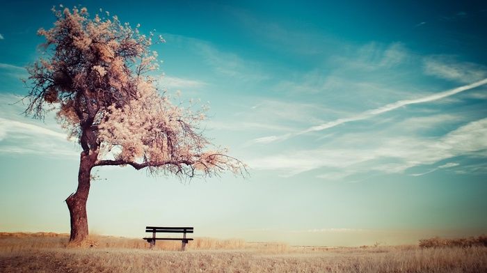 desert, bench, trees