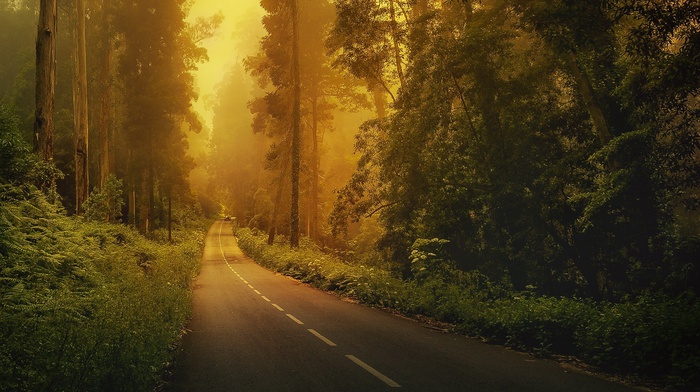 road, trees, nature, green, forest, landscape