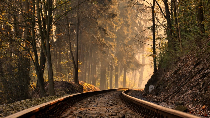 forest, trees, train