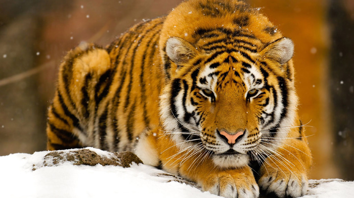 tiger, animals, snow