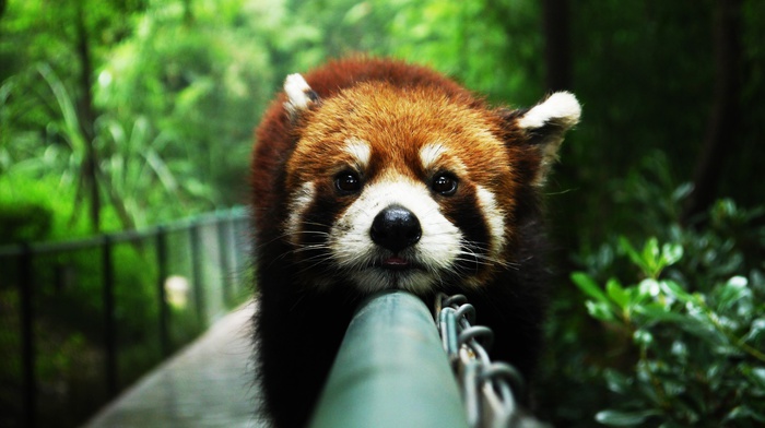 red panda, animals, anime, closeup, atmosphere, lazy