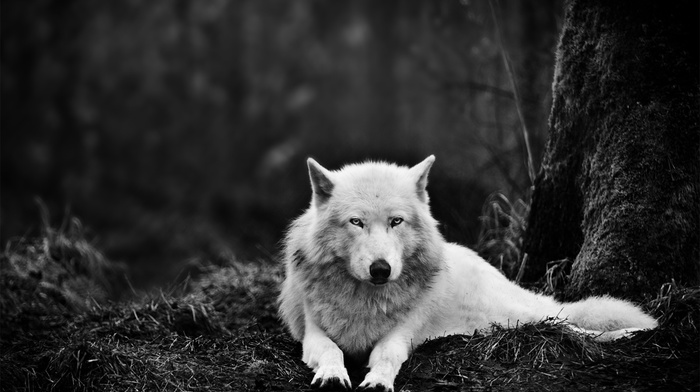 trees, headphones, wolf, sunlight, dog, ice, snow