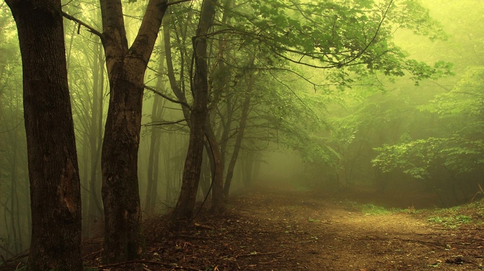 forest