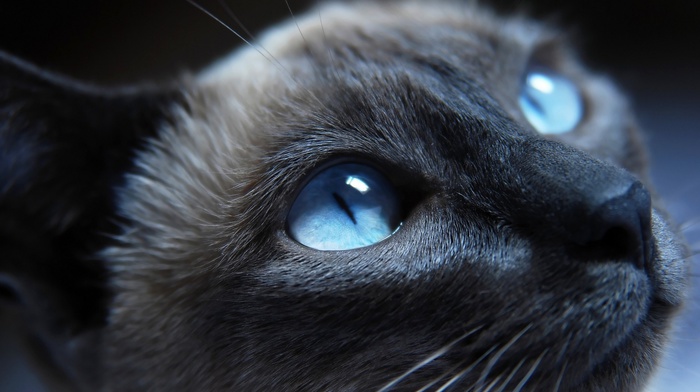 animals, blue eyes, Siamese cats, cat