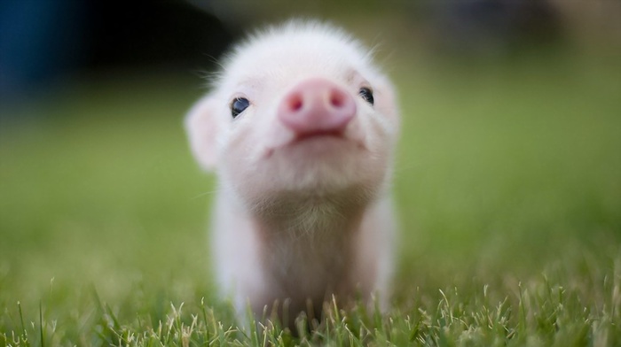 animals, pigs, grass, baby animals