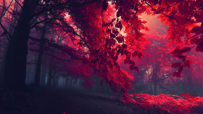 trees, mist, red, leaves, nature, fall