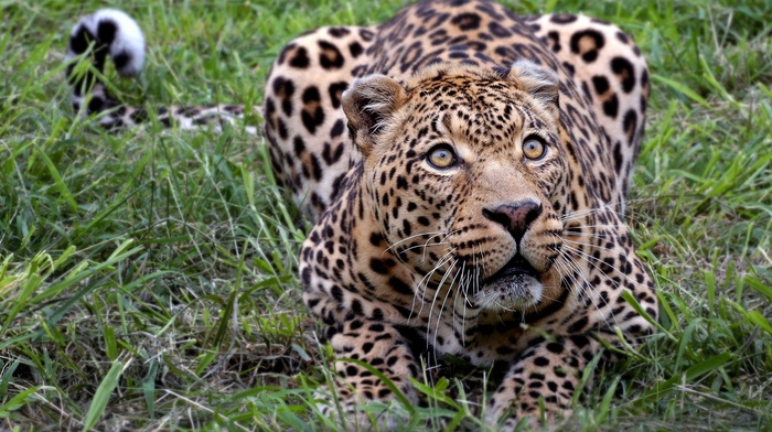 leopard, animals