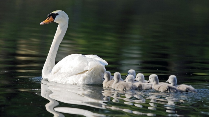 lake, animals