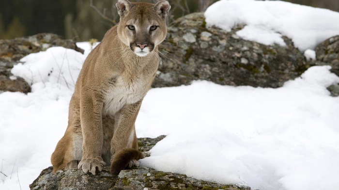 stone, snow, animals