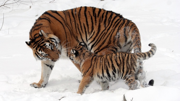 tiger, snow, winter, animals
