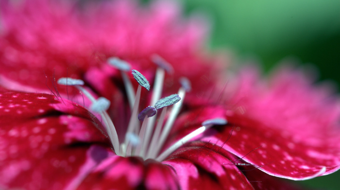 macro, flowers