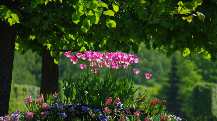 foliage, park, flowers