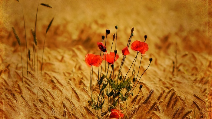 summer, flowers