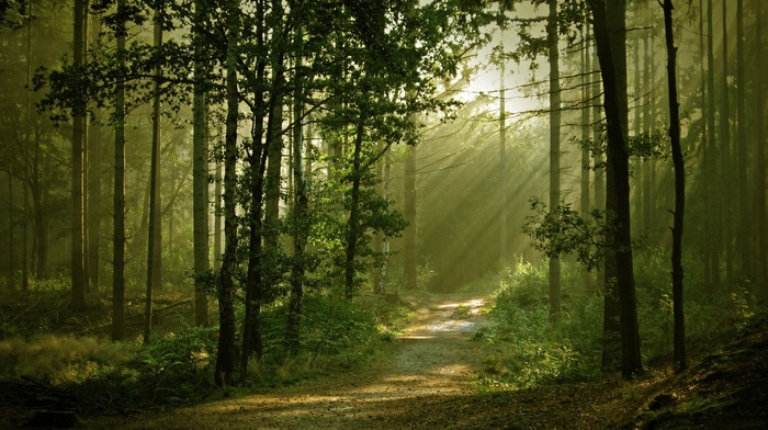 forest, sun rays, anime, nature, path, dirt road, landscape, trees
