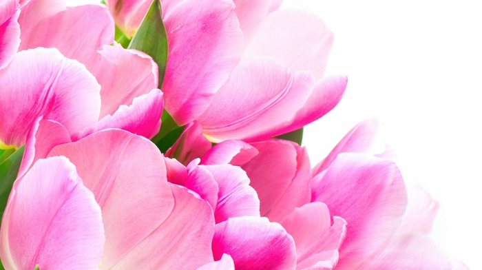 flowers, tulips