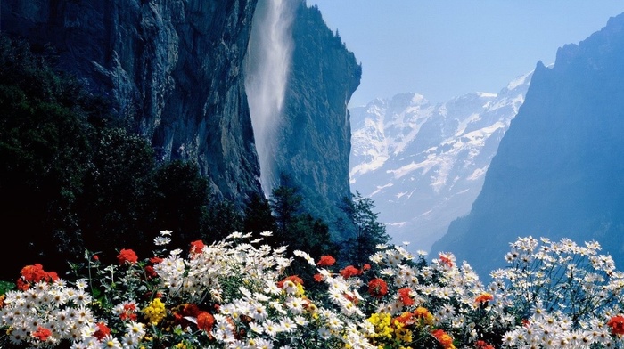 rocks, chamomile, trees, flowers