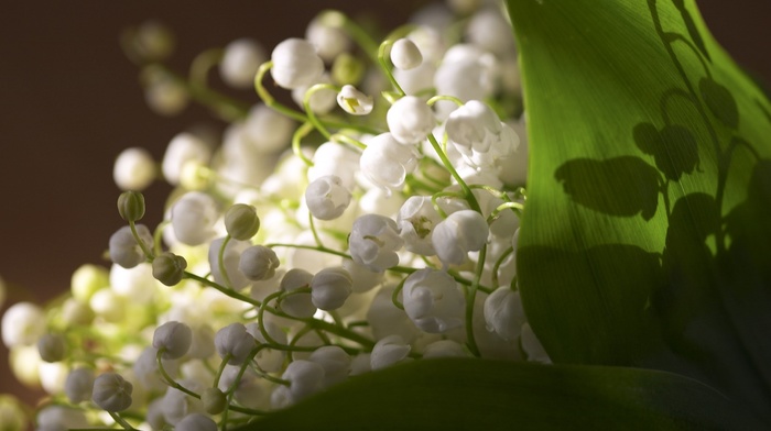 flowers, white flowers, spring