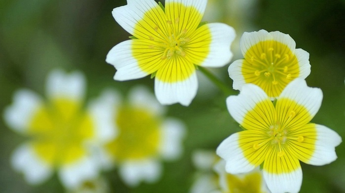 flowers, yellow, white