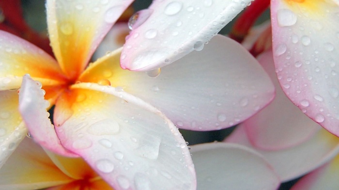 drops, flowers