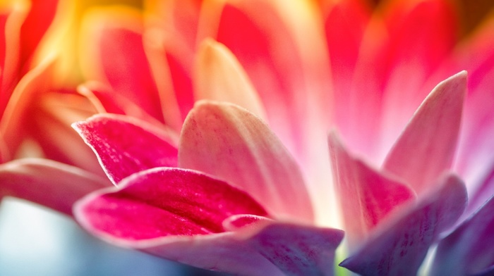 flowers, petals