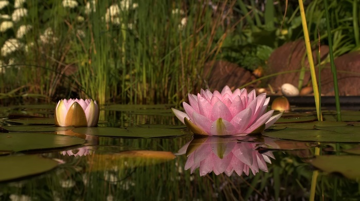 flowers