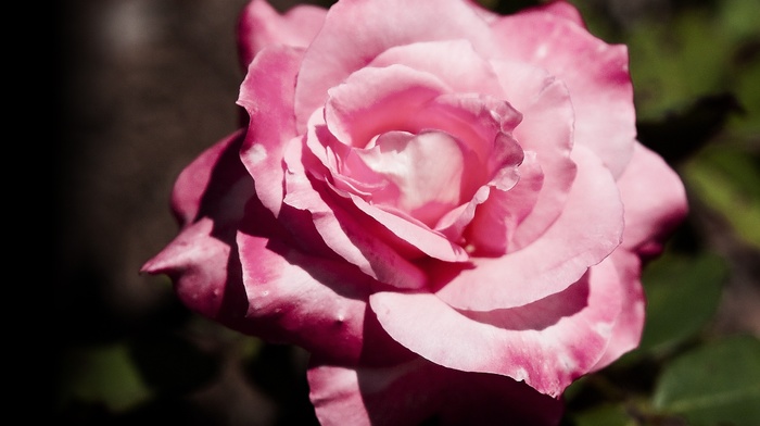 petals, flowers
