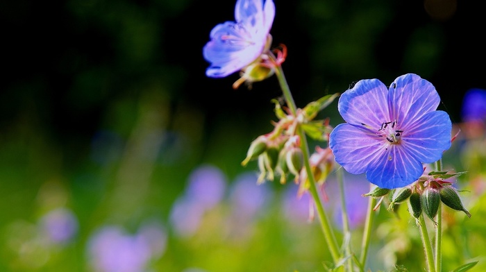 glade, flowers