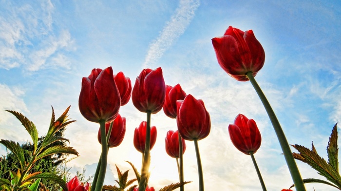 sky, flowers, tulips