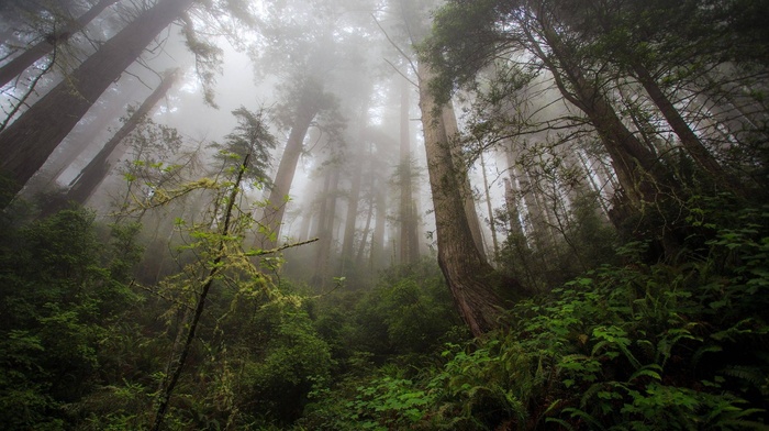 mist, trees, photography, forest