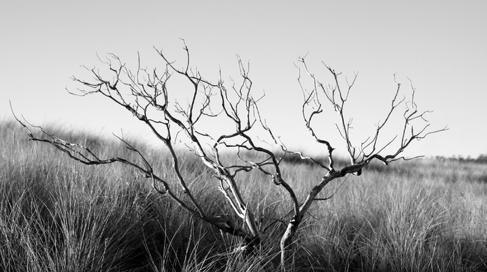 branch, monochrome