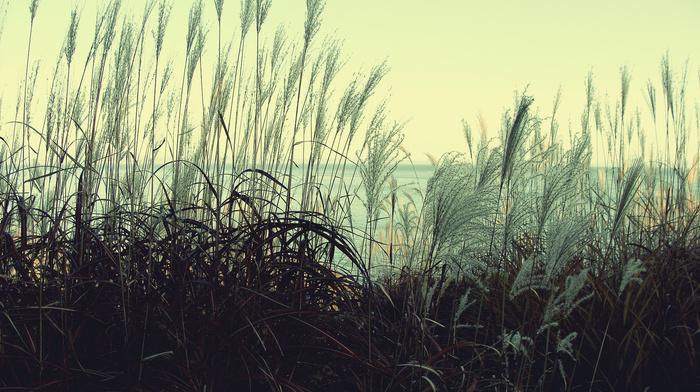 nature