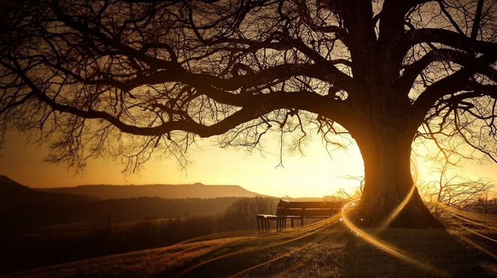 trees, landscape, sunset