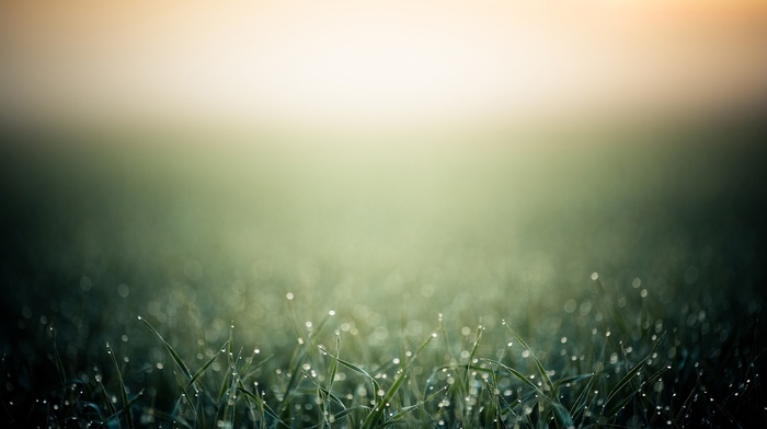 depth of field, grass, photo manipulation, bokeh